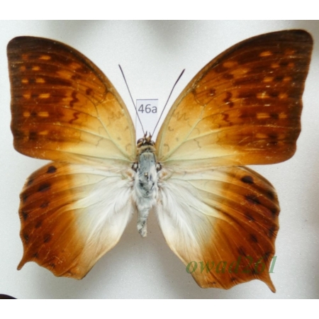 Charaxes fulvescens (Aurivillius, 1891) C.A.R. 78mm46a